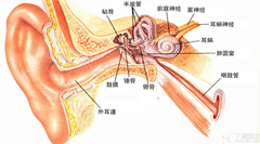 耳朵构造及听觉形成的原因